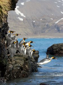 Penguins jumping into water