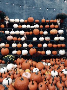 many pumpkins